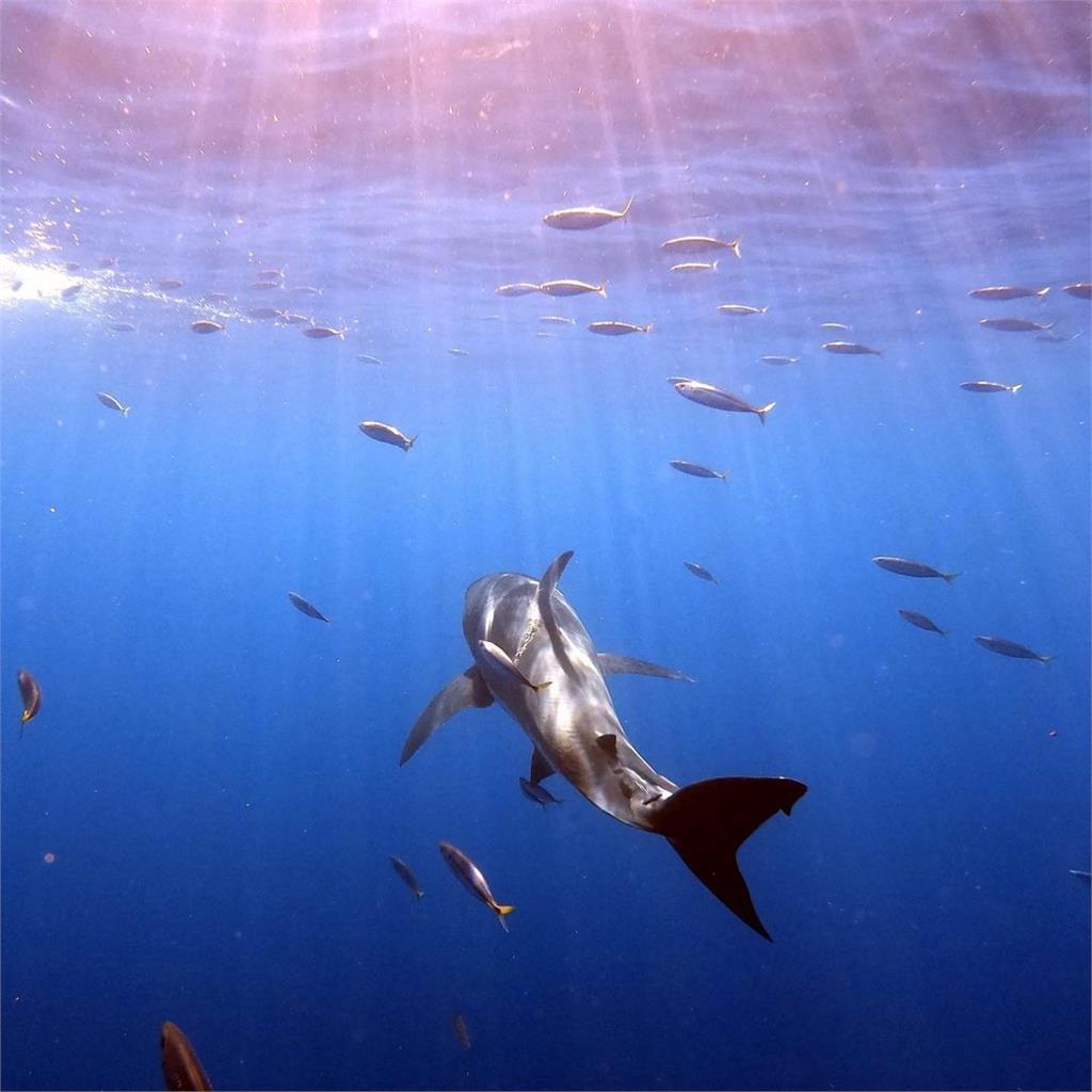 誰咬的？倖存大白鯊驚現「神秘巨型咬痕」攝影師拍下震撼畫面：從未見過