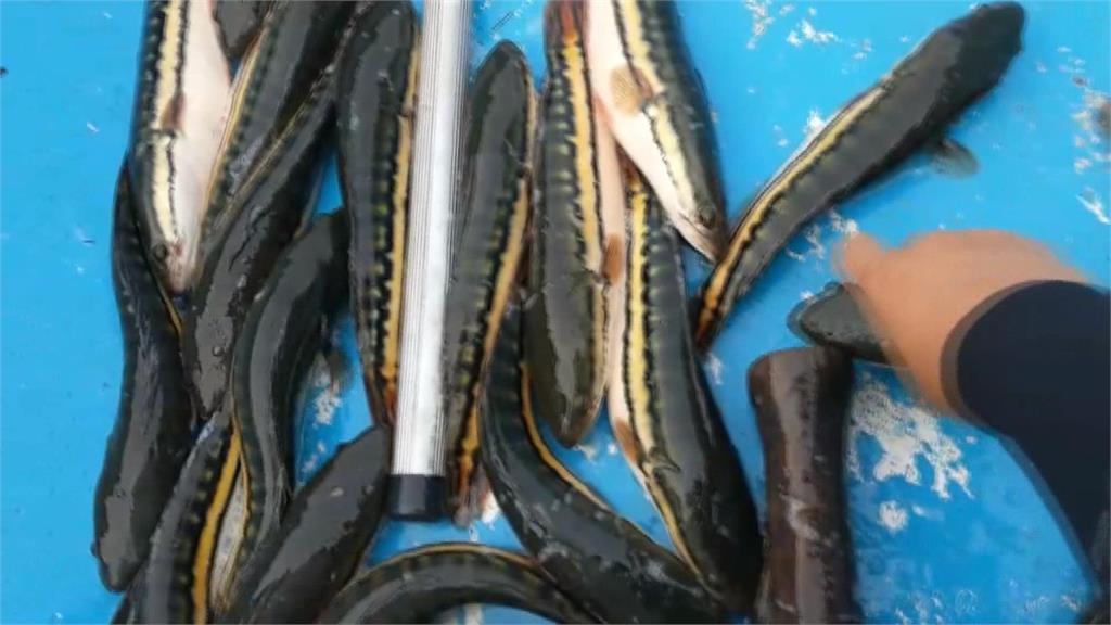 「除虎」有成？「日月潭惡霸」魚虎球電撈數創新低　縣府曝下一步