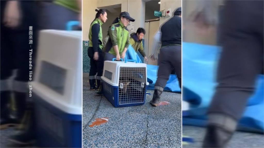 山羌「脫逃動物園」？　園方及時抓捕一查竟是野生的