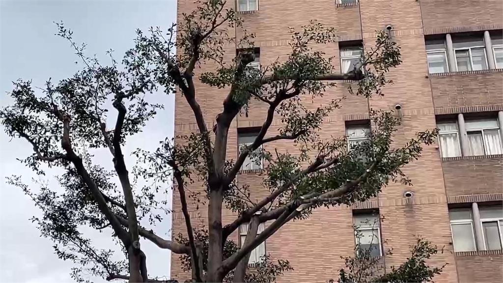 桃園駕駛等紅燈天外飛來樹枝　修剪樹枝掉砸車！區公所回應了