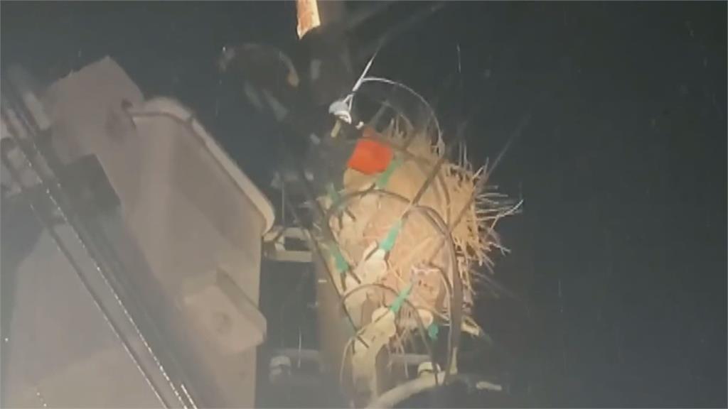 電桿上鳥巢被拆4次　喜鵲夫婦「槓上」台電