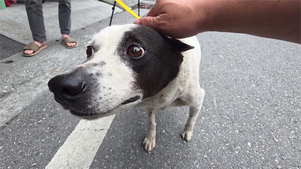 花蓮動保所被控粗暴抓狗? "動用吹箭"家犬險亡