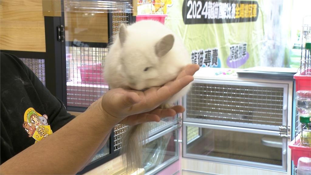 2026元旦寵物年貨大街開跑　冠軍龍貓身價逼近一台車