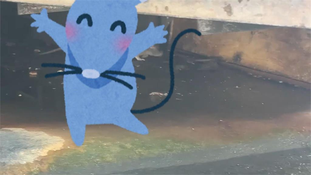 噁！　豬肉攤「米奇吃尾牙」　民眾直擊成群老鼠啃食豬肉