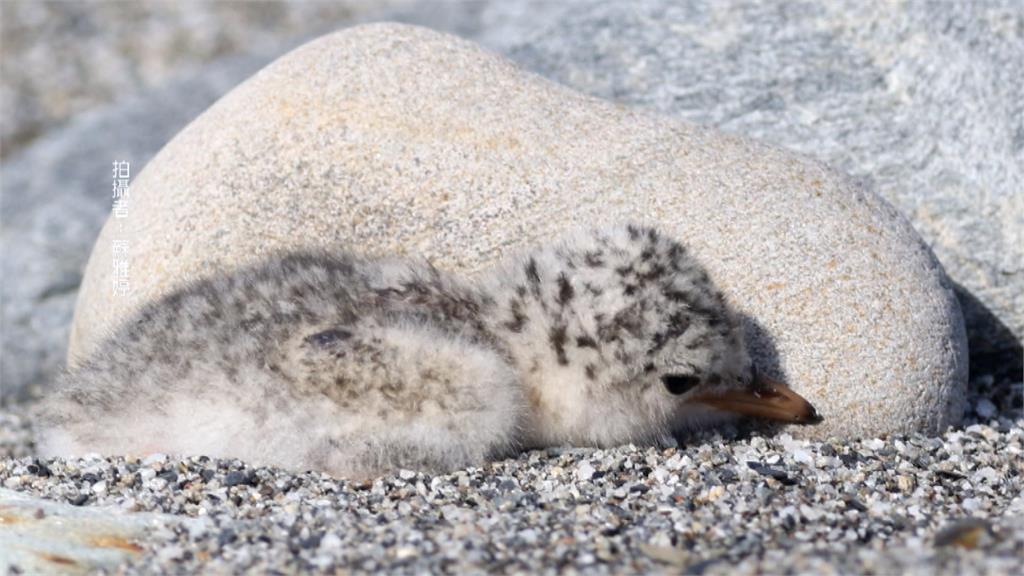守護小燕鷗!憂河口工程侵害棲地 野鳥協會籲公私協力保育
