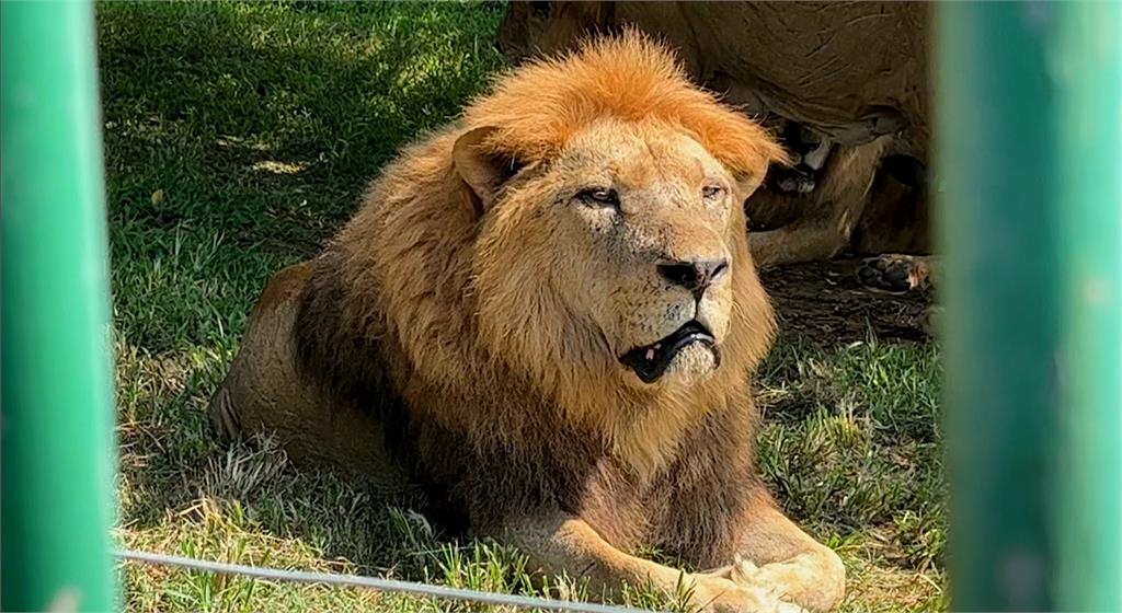 慶祝45週年!動物園復刻自駕活動 近距離觀賞「孟加拉虎」等猛獸