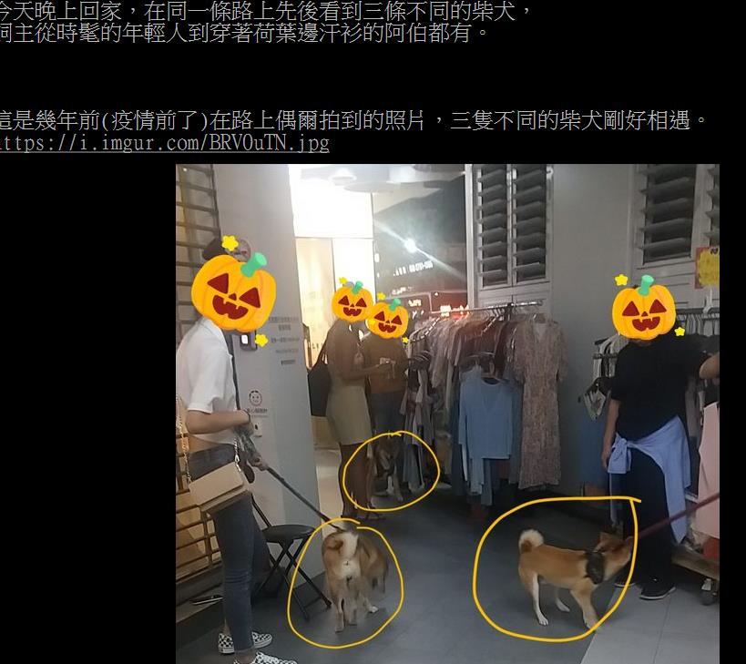 「柴犬」受歡迎原因?網友神回:魅力在於「獨立有個性又機車」