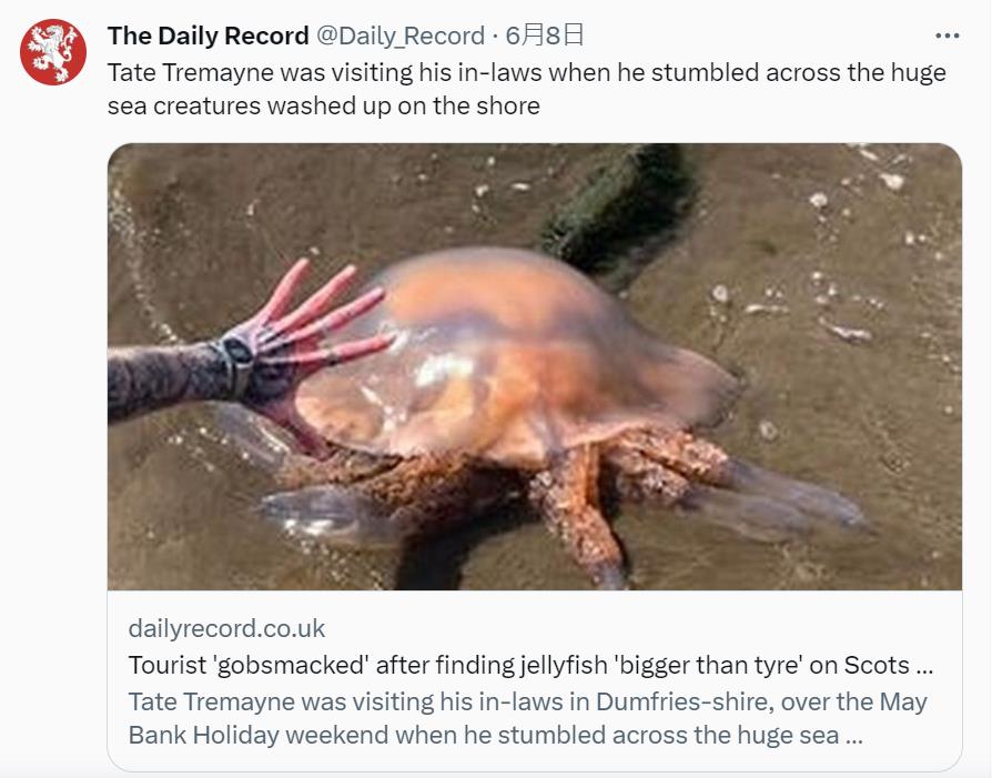 海灘驚見「比輪胎還大」的超巨型水母　專家警告：別碰！死了也有毒