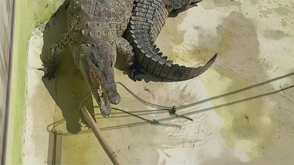 秘魯動物園「上百公斤」鱷魚體檢　園方出動「16名壯漢」戒備支援