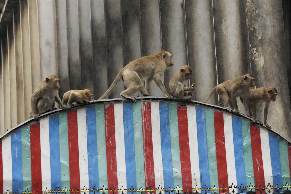 《猩球崛起》真實上演？3500隻野生猴佔領泰國觀光勝地　居民也無奈