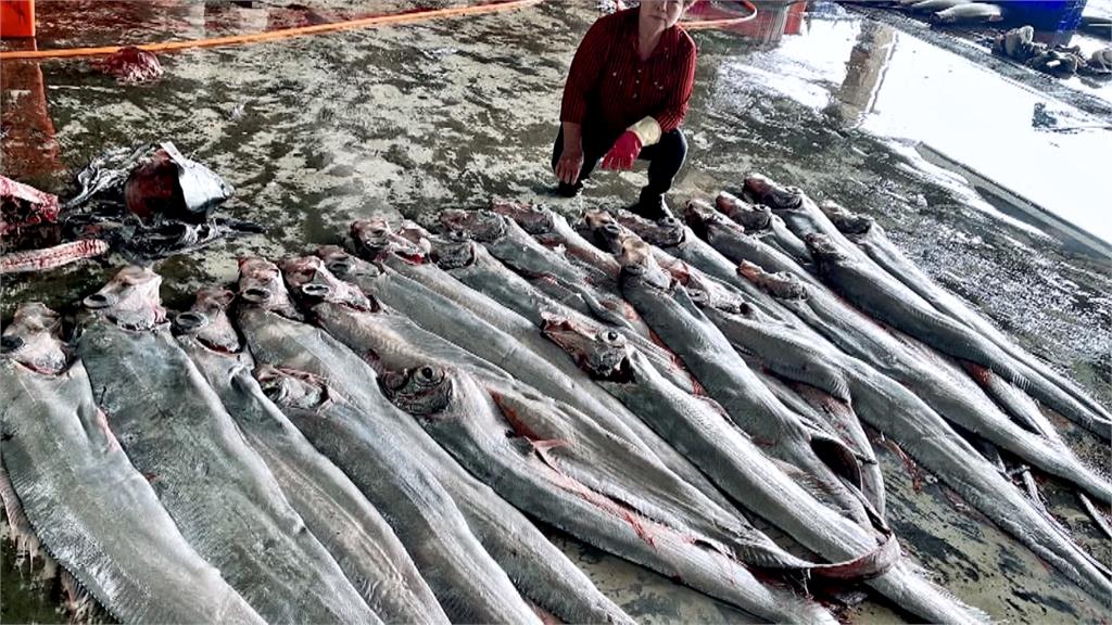 俗稱「地震魚」　漁民一口氣捕撈50尾「皇帶魚」