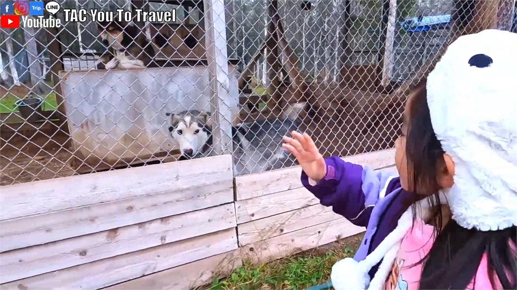 一年只上班3個月的夢幻工作?台菲家庭闖「雪橇犬莊園」短腿萌樣超療癒