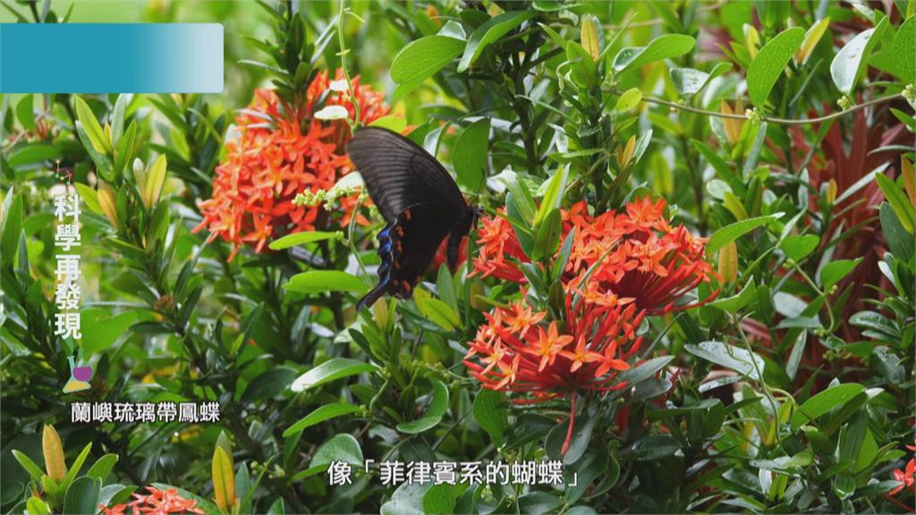 福爾摩沙的奧妙　發現蝴蝶之美