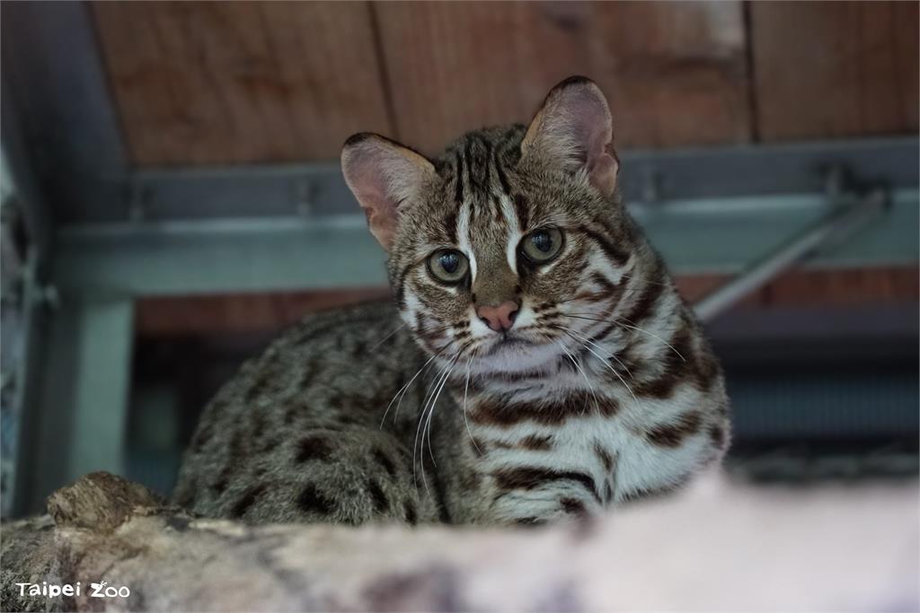 快新聞/石虎姐妹花誕生! 北市動物園邀你來命名