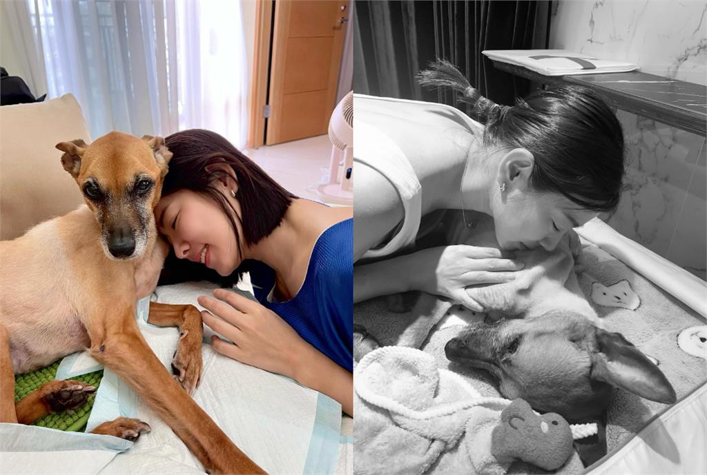 米可白13歲愛犬癌逝2個月!突收「1驚喜禮物」哭喊:我的寶貝…全網噴淚