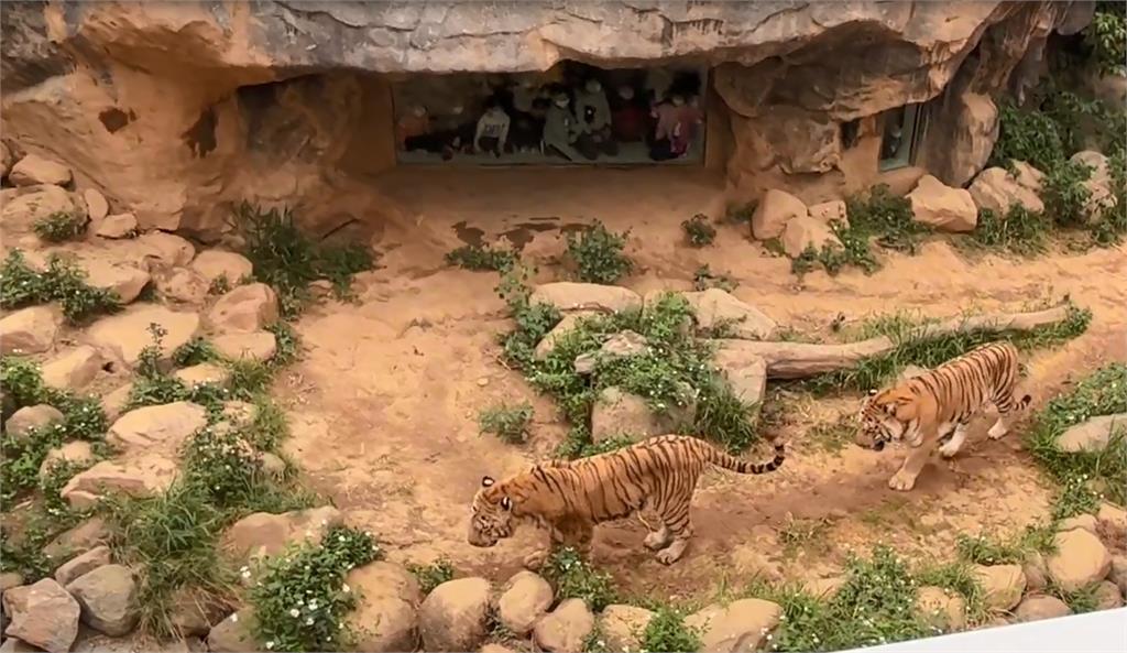 快來幫母老虎命名　竹市動物園向六福村「借老虎」