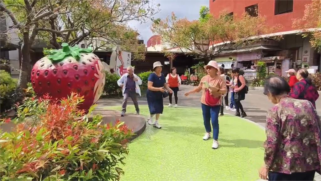 連假Day1！ 苗栗大湖鄉顛覆傳統 舉辦＂體驗種植草莓＂DIY