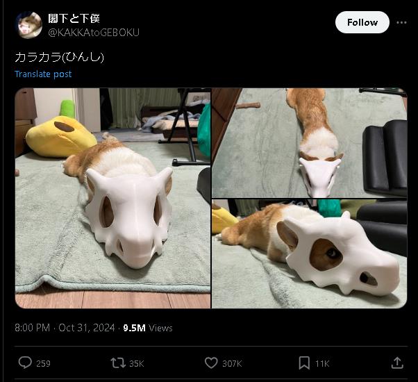 30萬人搶著看!萬聖變裝「柯基版」卡拉卡拉超高還原粉絲被萌翻