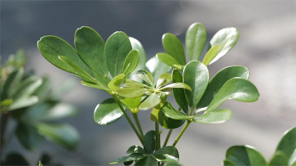 每張紙皆固碳英雄 環境承諾具體化