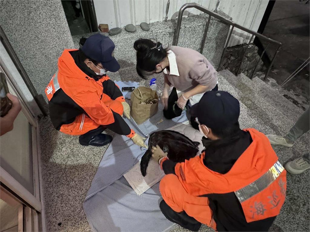 快新聞/宜蘭粉鳥林「漁船誤捕海龜」 海巡協助野放護海洋