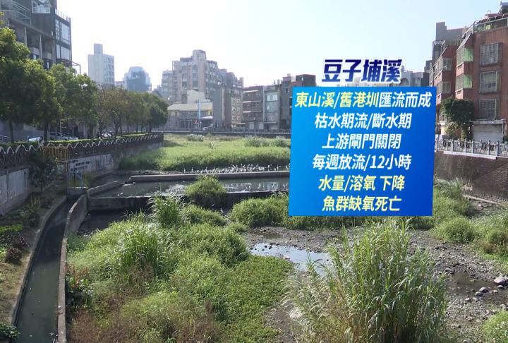 新竹豆子埔溪赫見大量魚群暴斃 縣府開3水井補水