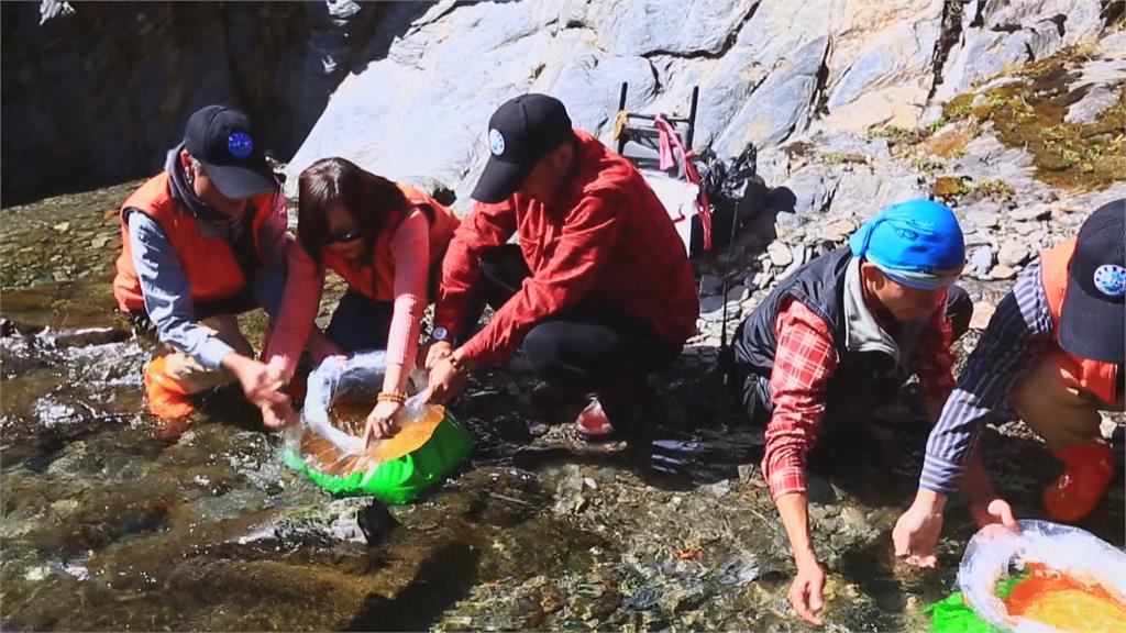 拆除攔沙壩順利洄游繁衍 一窺國寶魚復育之路