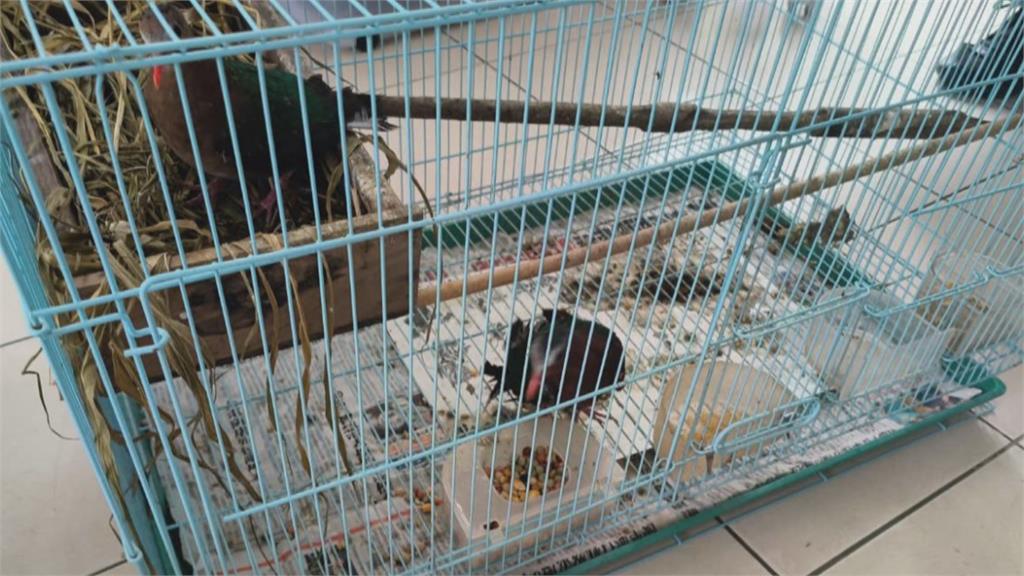 動物煉獄！領角鴞、台灣獼猴遭關籠拴鍊飼養　男涉私養保育類遭逮