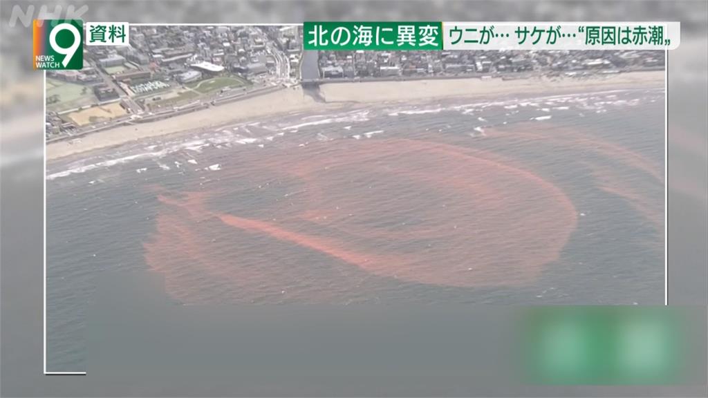 全球／海膽鮭魚攏吃嘸　北海道爆史上最慘「赤潮危機」