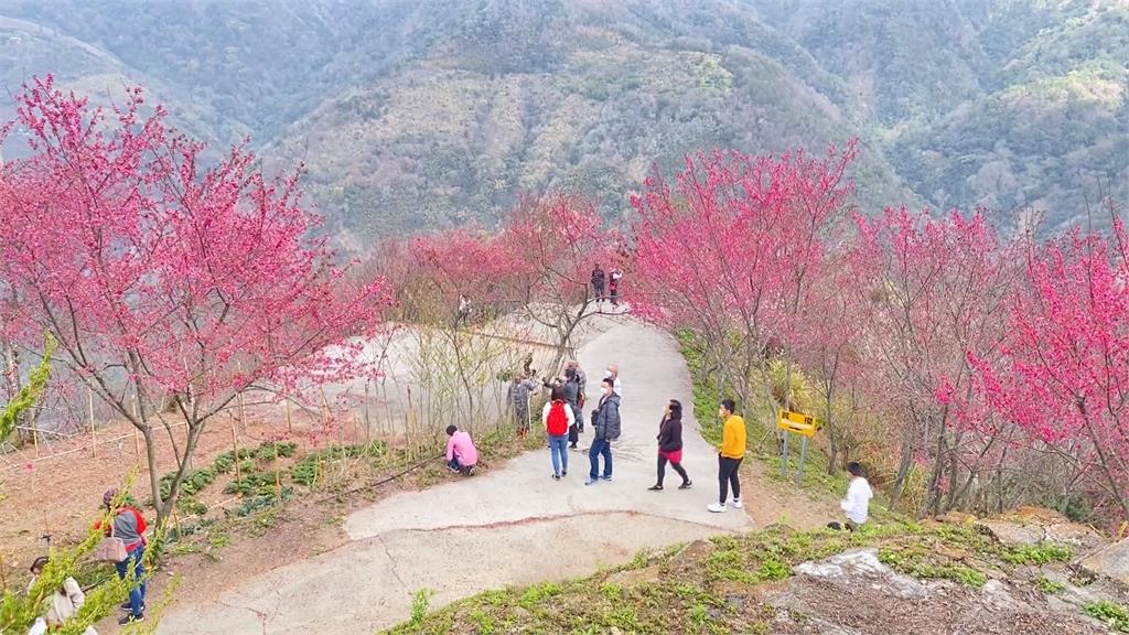上帝視角俯瞰「Z型櫻花步道」 南投粉紅、桃紅櫻花交織漸層美景
