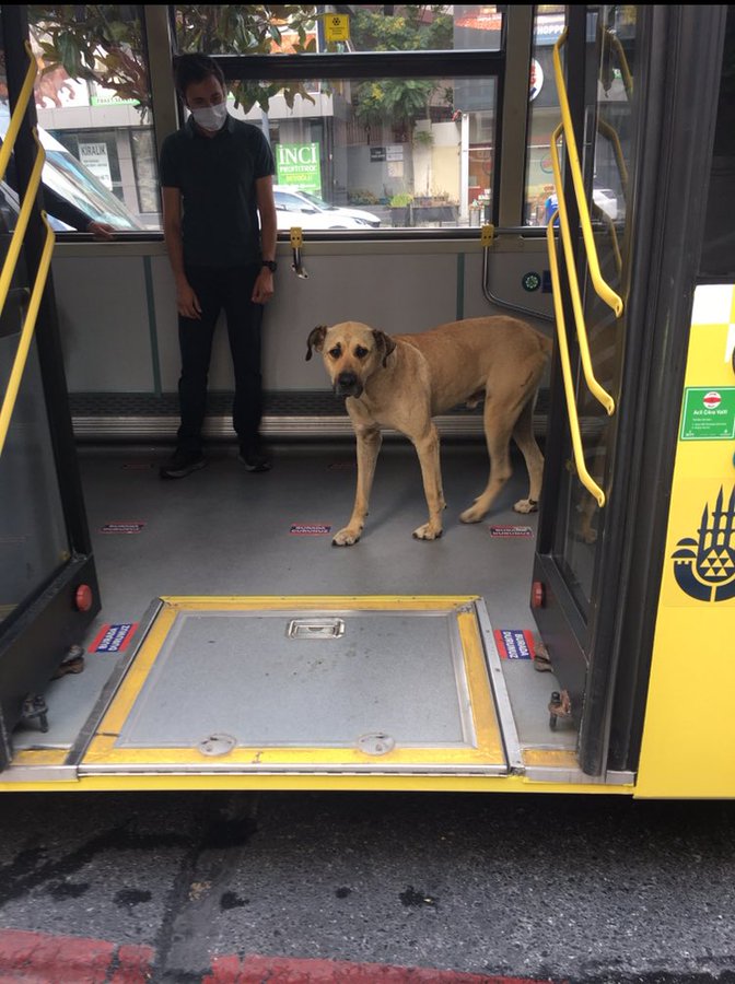 歐亞洲來去自如！大黃狗自行搭乘大眾運輸　高人氣如伊斯坦堡「市狗」