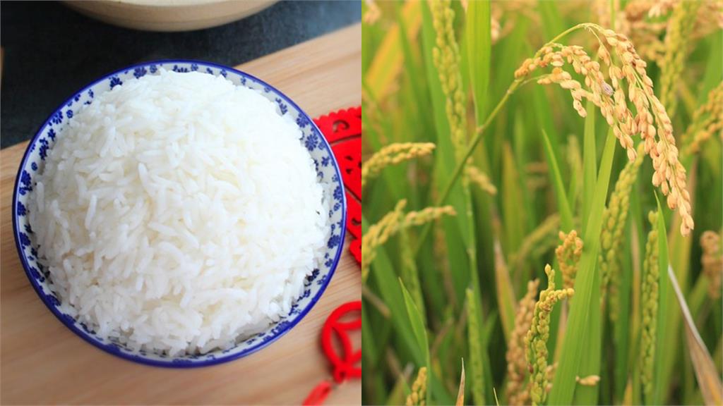 糙米、胚芽米、白米誰最營養？農糧署推「它」加碼曝混米「黃金比例」！