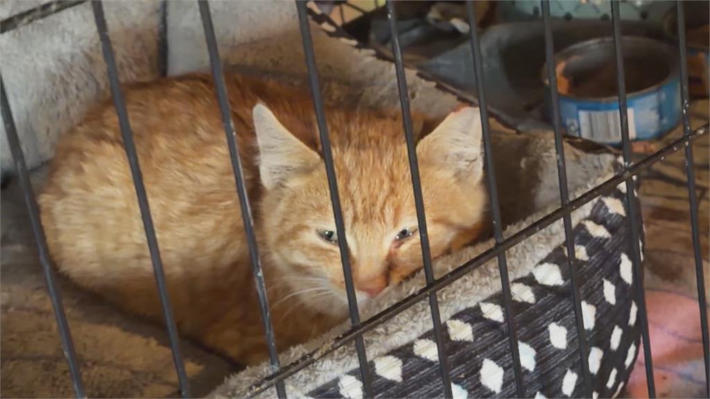 收編87隻貓! 美國13歲女童成立"浪貓中繼站"