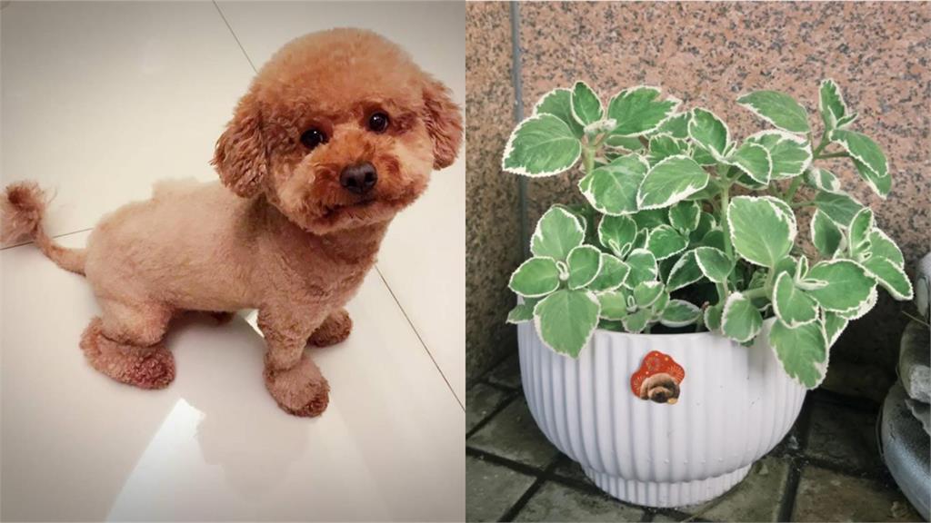 高雄80歲阿公「路邊尋寶」偷抱走盆栽!失主痛揭「心碎真相」:愛犬在裡面