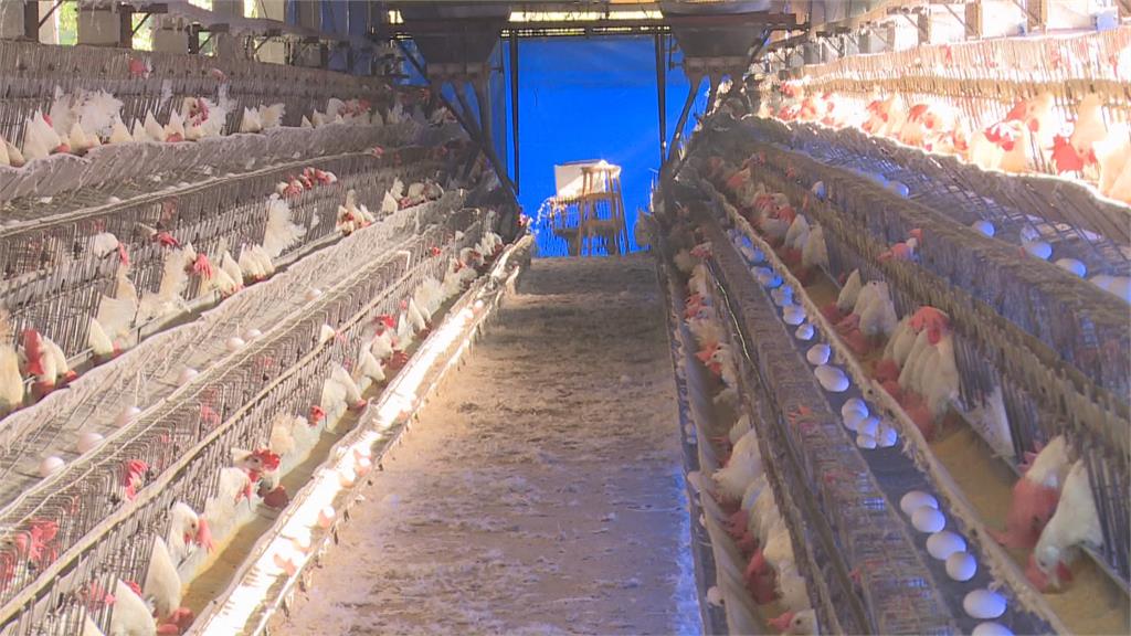 農委會調度　元宵前每天80萬顆蛋到市場