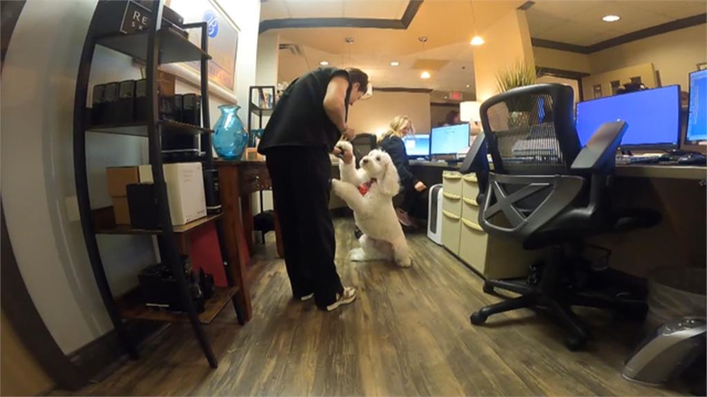 汪星人陪你看牙醫！　美田納西州陪伴犬助病患克服焦慮