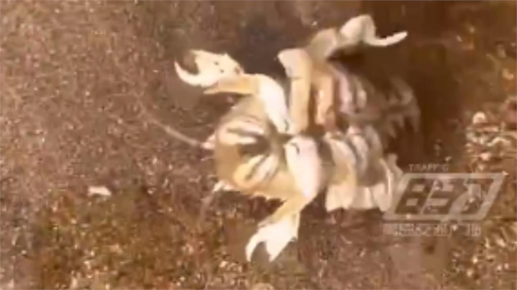 沙灘驚見「蝦頭蟹身」詭異生物!老饕一眼認出喊「能吃」極秘口感曝光