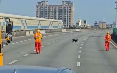 淘氣黑色柴犬大鬧國道2號 和警方玩老鷹抓小雞