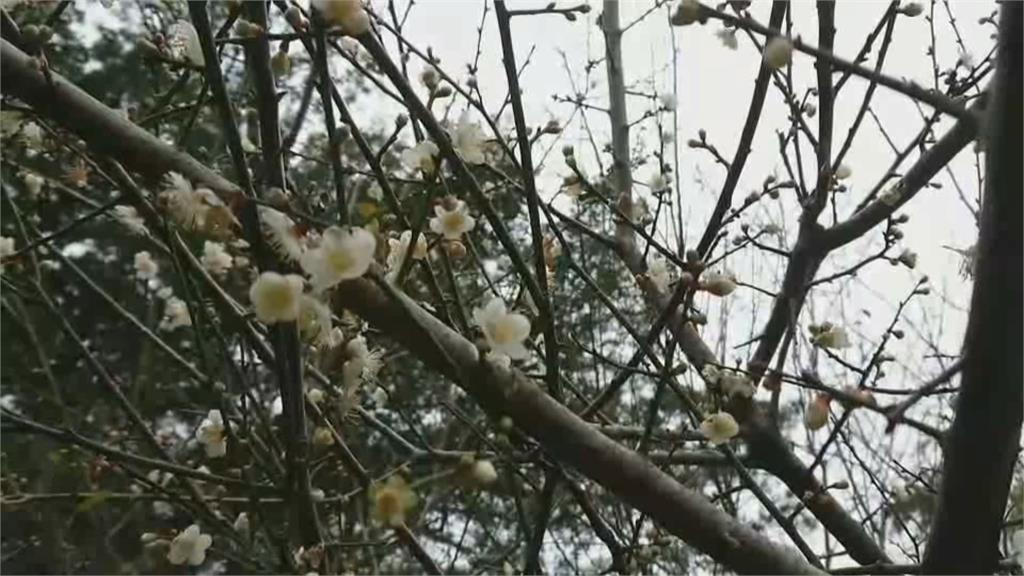 滿山梅花綻放如雪 民眾來台東「踏雪尋梅」