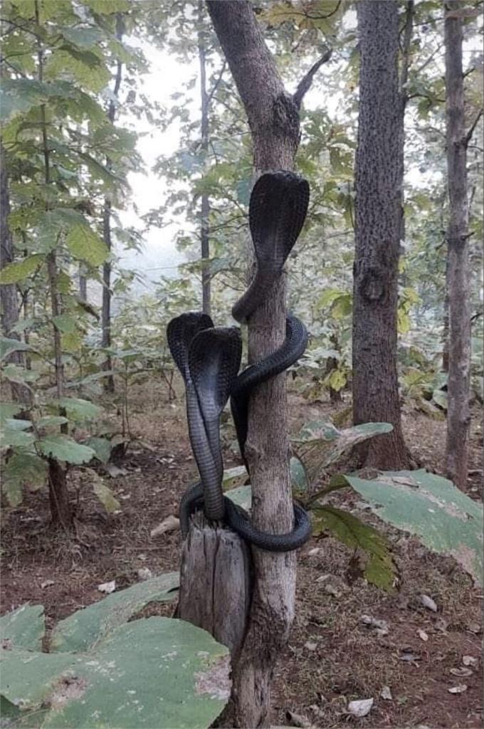 一口劇毒可殺20人！印度王蛇「3隻同時交纏樹幹」驚嚇奇觀罕曝光