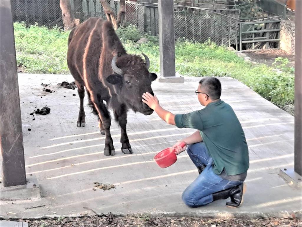 快新聞／15位超級奶爸父親節快樂！　壽山動物園保育員陪非洲象阿里40年如父女