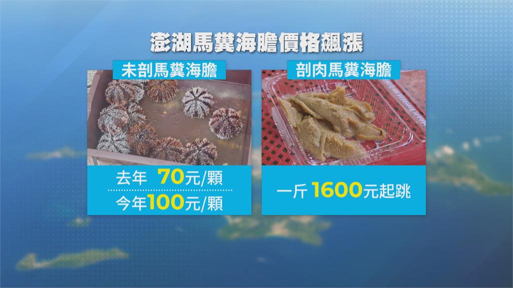 馬糞海膽量少價揚海膽肉一斤上看1600元 民視新聞網