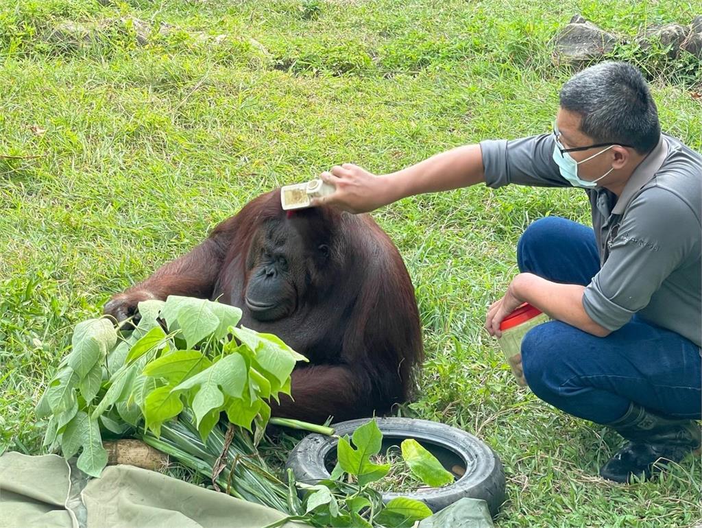 快新聞／曾出演電影！小戴也是牠粉絲　壽山動物園紅毛猩猩「咪咪」離世