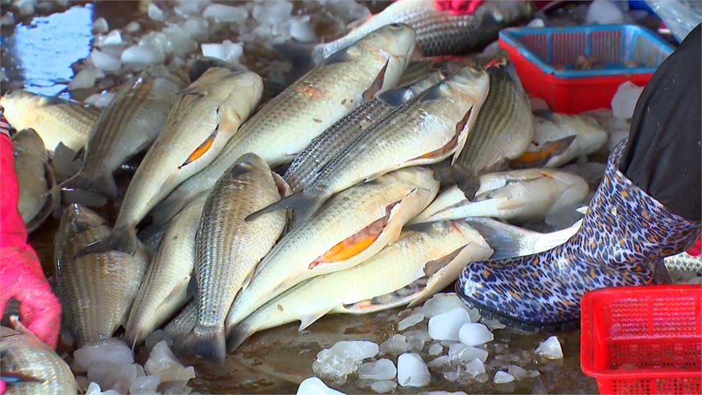 高雄烏魚大豐收!港口堆成小山 金黃色烏魚卵閃耀漁民樂翻