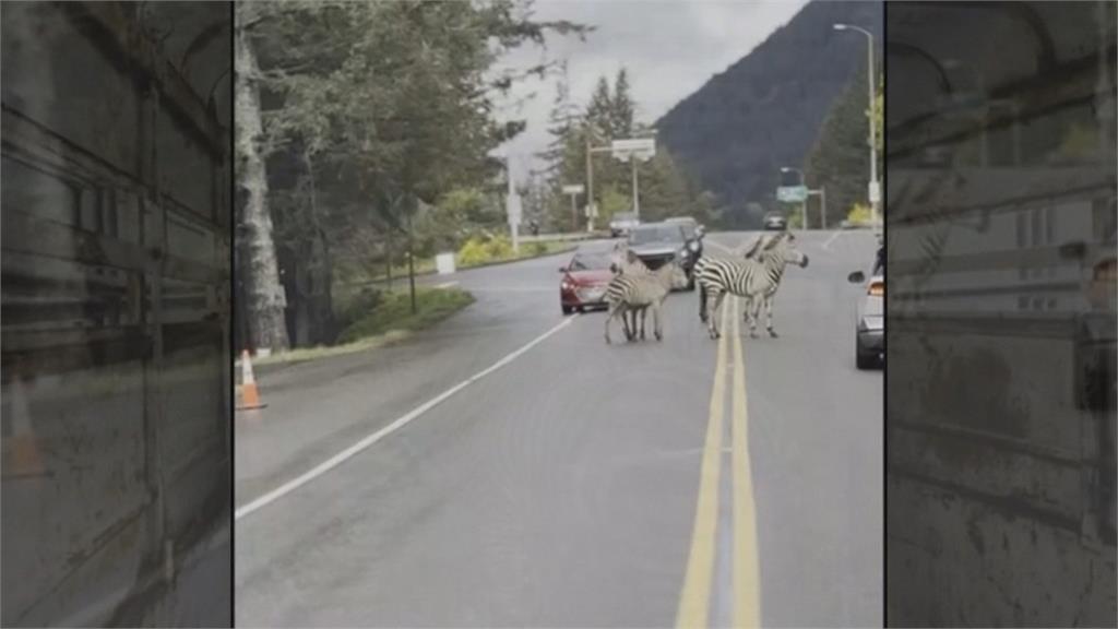 美國華盛頓州傳動物逃脫意外　4隻斑馬跑上高速公路