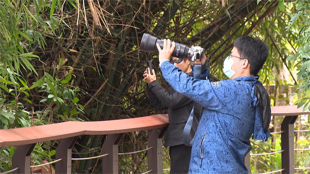 高雄烏松濕地公園捕捉二級保育類動物「領角鴞」蹤跡 模樣呆萌可愛