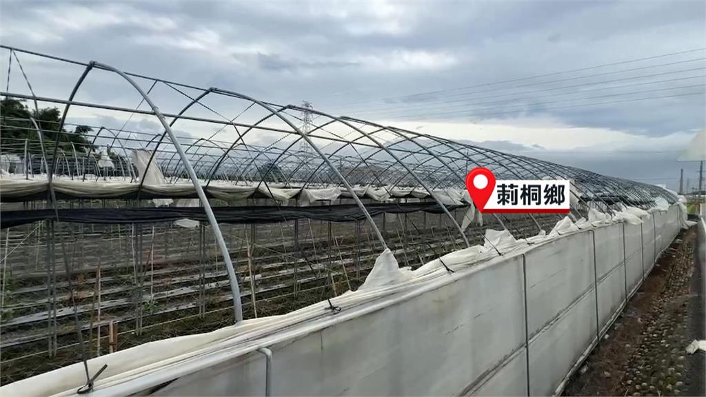 「小犬」颱風強風襲擊 莿桐鄉香蕉園災損嚴重