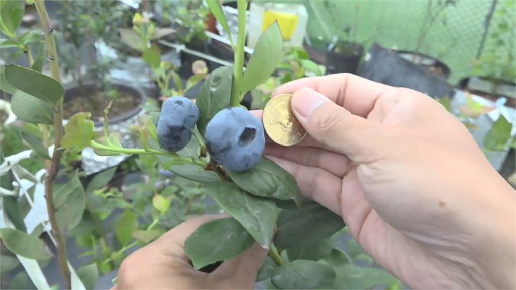 兼職果農種出大藍莓　比50元硬幣還要大