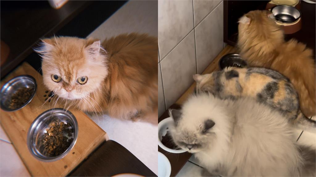 貓奴一直都被騙了！日專家破解貓咪「剩飯真相」：不是吃不下...3招改善食慾