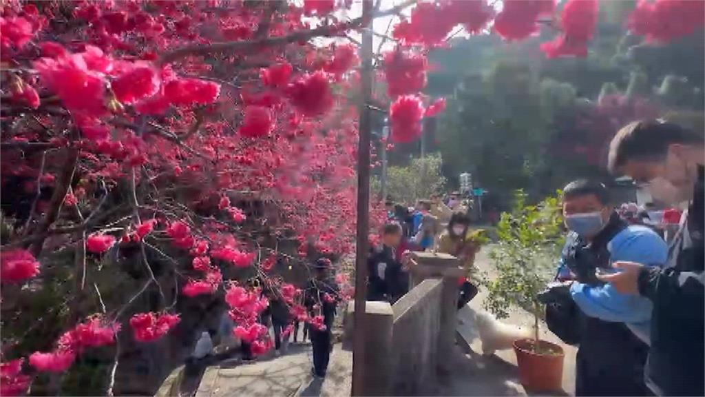 兒女傳承父熱情 員林賞櫻祕境泡茶待客