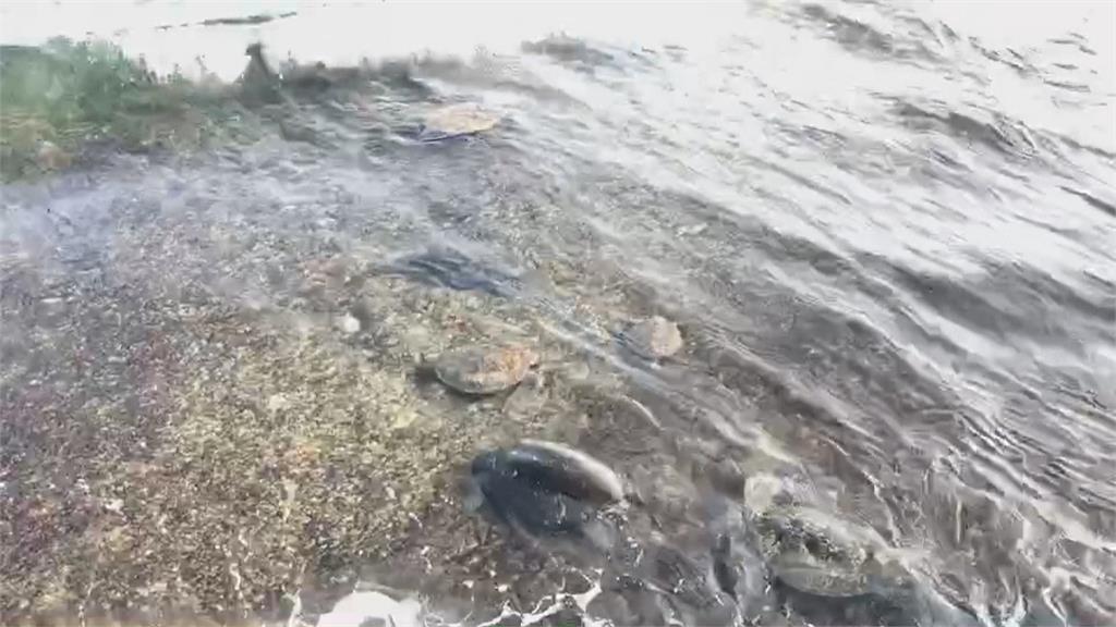 破紀錄　805隻海龜包圍小琉球　居民超興奮